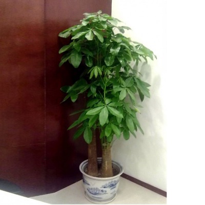 三支發(fā)財(cái)樹