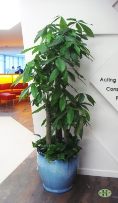 三支發(fā)財樹3