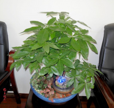 雙拼發(fā)財樹盆景