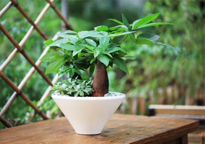 小發(fā)財(cái)樹盆景