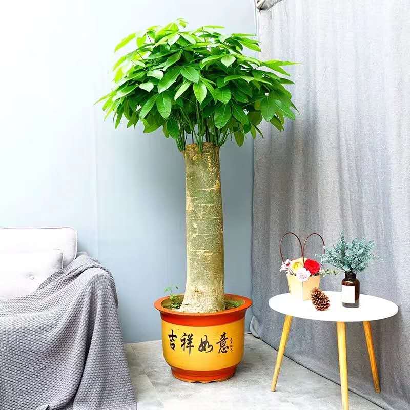 單支發(fā)財(cái)樹