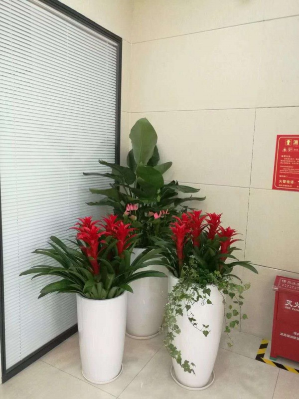 藝術(shù)組合盆景