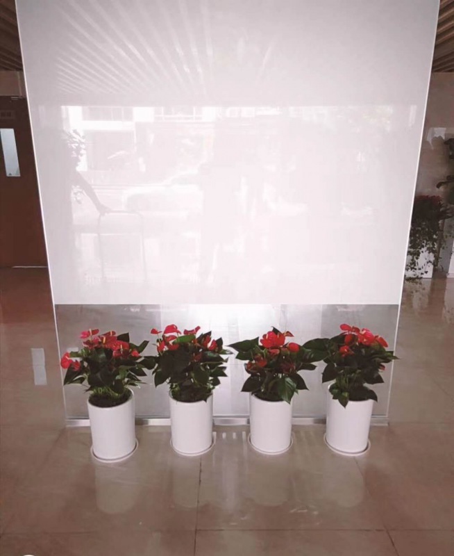 中型室內(nèi)植物