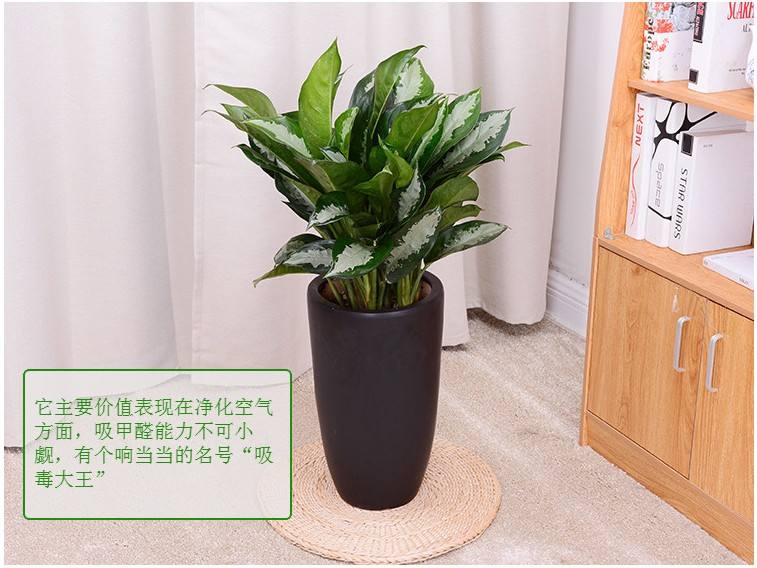 中型室內(nèi)植物