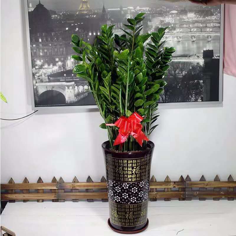 中型室內(nèi)植物