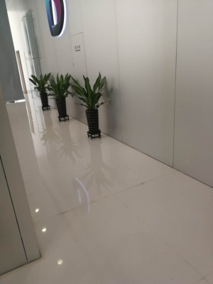 中型室內(nèi)植物