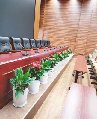 中型室內(nèi)植物