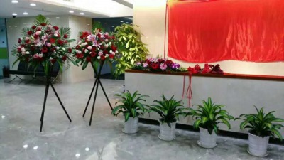 中型室內(nèi)植物