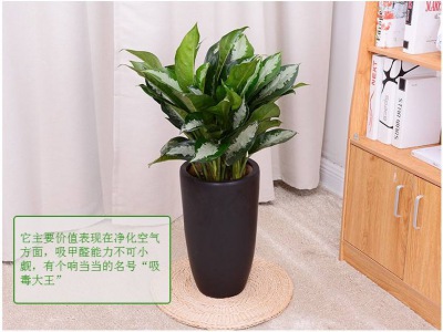 中型室內(nèi)植物